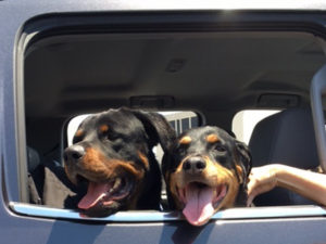 Frankie is with an amazing couple in Huntington Beach