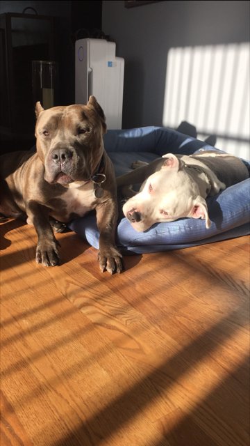 Big Daddy! We miss you but we know you love your new brother Ocho. Foster success!